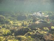 Sibir061